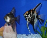 Manfish Black-White