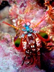 7.mantis-shrimp