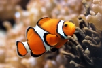 Oceans-Clownfish